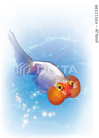 金魚 水泡眼 葉書のイラスト素材