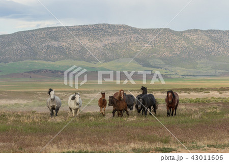 Wild horses in Utah in Summer Wild horses in Utah in Summer 43011606
