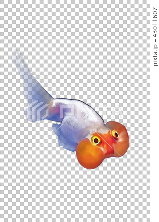 金魚（水泡眼） 43011607