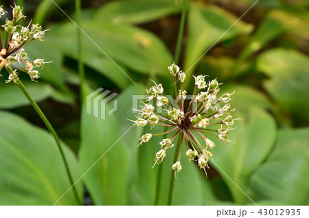 植物：ギョウジャニンニク　ネギ科 43012935
