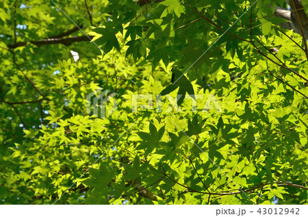 樹木：エンコウカエデ　ムクロジ科 43012942