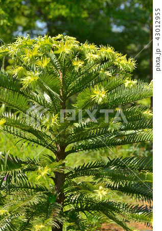 樹木：ウォレミマツ　ナンヨウスギ科 43012955