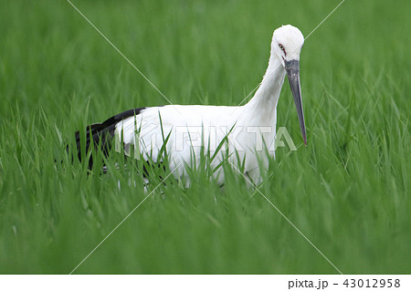 コウノトリ 43012958