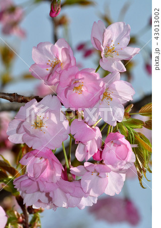 桜、朱雀(スザク) 桜、朱雀(スザク) 43013002