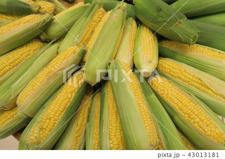 とうもろこし 43013181
