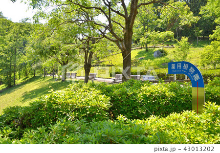 東京薬科大学薬用植物園 43013202