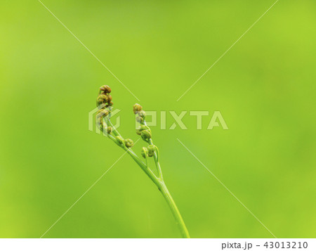ワラビの芽吹き 43013210