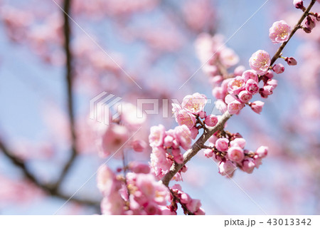 満開の紅梅 43013342
