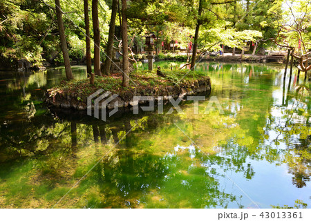 出流原弁天池へ行きました  #37 出流原弁天池へ行きました  #37 43013361