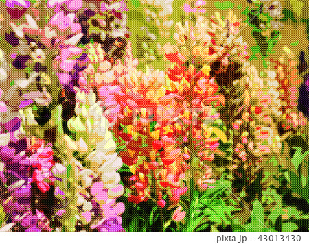 ルピナス ルピナス 43013430