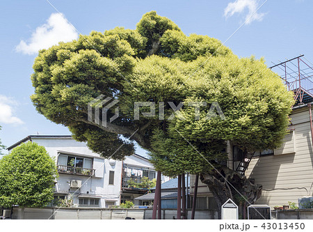 日暮里にある延命院のシイの木（東京都荒川区） 43013450