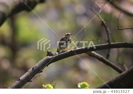 枝に止まって休むタヒバリ 43013527