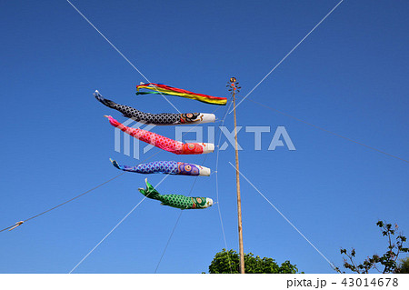 こいのぼり 43014678