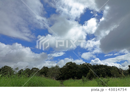 夏雲湧く駒止湿原 福島県南会津町 夏雲湧く駒止湿原 福島県南会津町 43014754