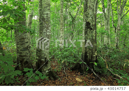 晩夏のブナ林ー駒止湿原　福島県南会津町 43014757