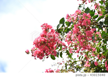 サルスベリ（百日紅） 43015040