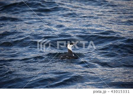 ウミガラスの冬羽 43015331