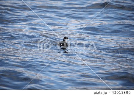 コウミスズメ 43015396