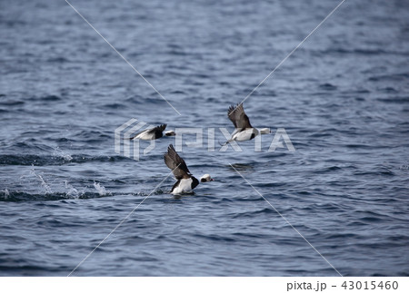 コオリガモの飛翔 コオリガモの飛翔 43015460