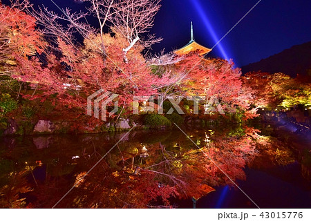 京都 / 清水寺 秋・紅葉 ライトアップ 京都 / 清水寺 秋・紅葉 ライトアップ 43015776
