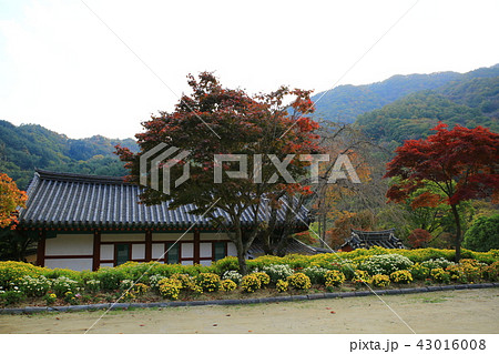 ヨンゴクサ 節 寺院 43016008