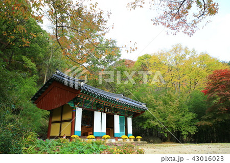 ヨンゴクサ 節 寺院 43016023