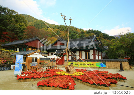 ヨンゴクサ 節 寺院 43016029