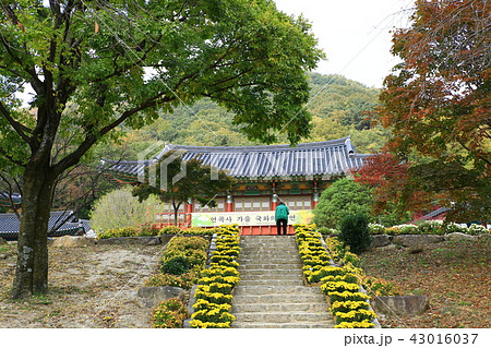 ヨンゴクサ 節 寺院 43016037