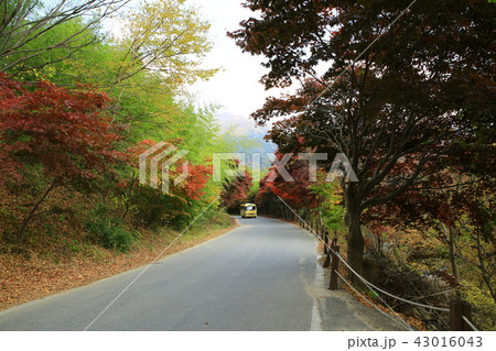 ヨンゴクサ 節 寺院 43016043