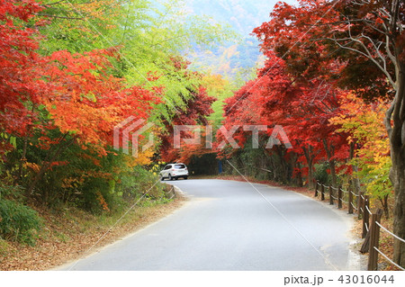ヨンゴクサ 節 寺院 43016044