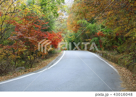 ヨンゴクサ 節 寺院 43016048