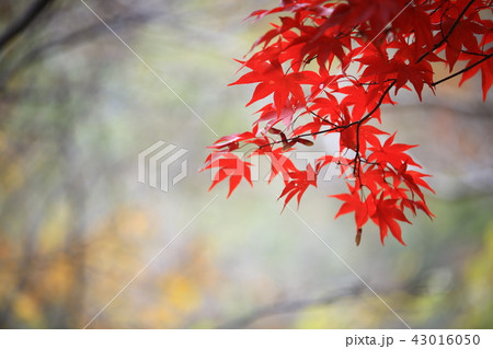 ヨンゴクサ 節 寺院 43016050