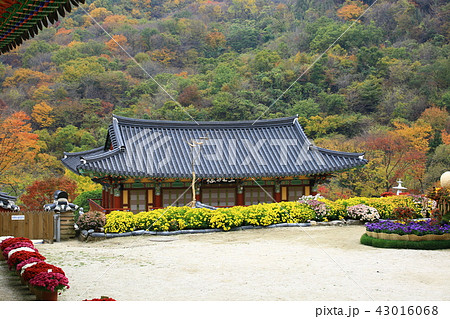 ヨンゴクサ 節 寺院 43016068