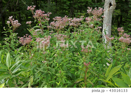 群生するサワヒヨドリー駒止湿原　福島県南会津町 43016133