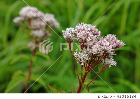 サワヒヨドリの花のアップー駒止湿原 福島県南会津町 サワヒヨドリの花のアップー駒止湿原 福島県南会津町 43016134
