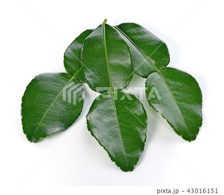 Kaffir lime leaves. 43016151
