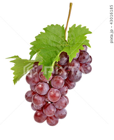 red grapes isolated on white background 43016185