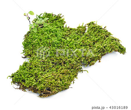 Green moss on white background 43016189
