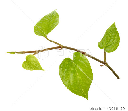 Betel on isolated background. 43016190