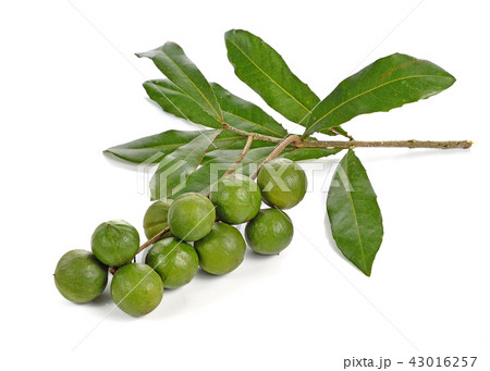 macadamia nuts on white background 43016257