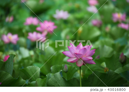満開の蓮の花 43016800