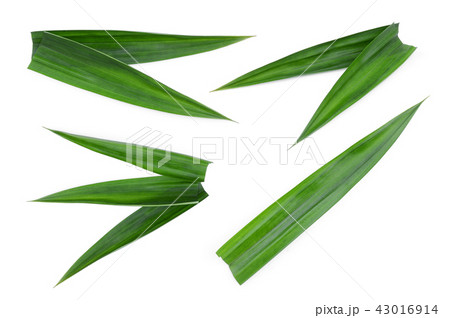 set of fresh green pandan leaves isolated  43016914