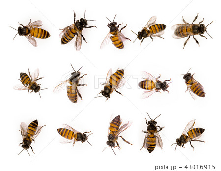 set of bee isolated on white background 43016915