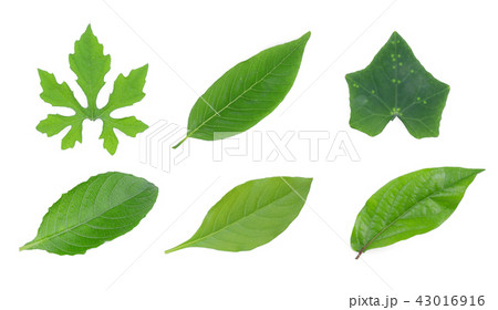 collection of green leaf isolated on white  43016916