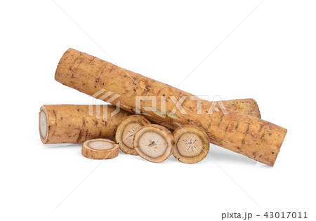 burdock roots or kobo isolated on white background burdock roots or kobo isolated on white background 43017011