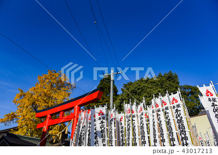 千代保稲荷　赤い鳥居　黄葉したイチョウの木 43017213
