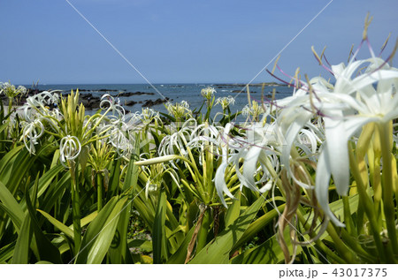 ハマユウの海辺 ハマユウの海辺 43017375