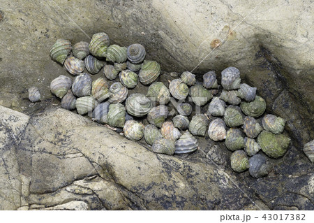 タマキビガイ 43017382