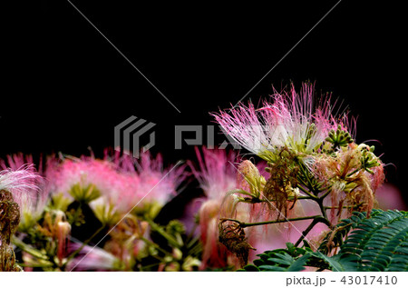 ネムノキの花 43017410