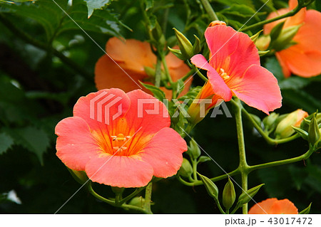 ノウゼンカズラ03 ノウゼンカズラ03 43017472